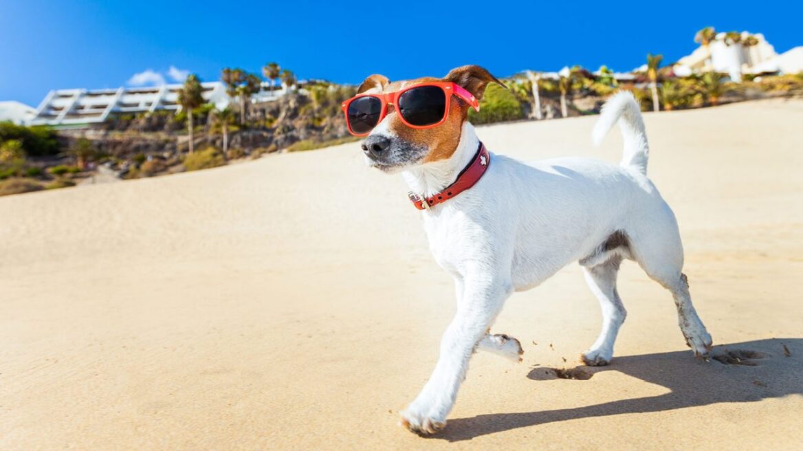Διακοπές με τον σκύλο: Όλα όσα πρέπει να ξέρετε πριν ξεκινήσετε
