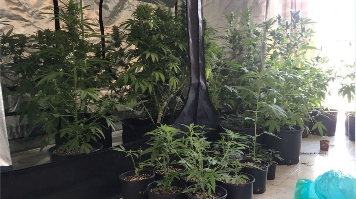 Κέρκυρα: Εντόπισαν μεγάλη φυτεία υδροπονικής κάνναβης μέσα σε σπίτι!