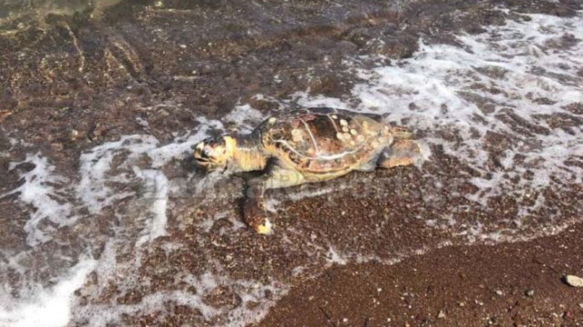 Θεσσαλονίκη: Νεκρή καρέτα - καρέτα στην παραλία της Καλαμαριάς