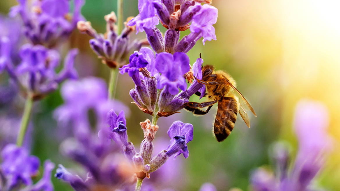 Νέο εμβόλιο για τους αλλεργικούς στο τσίμπημα της μέλισσας