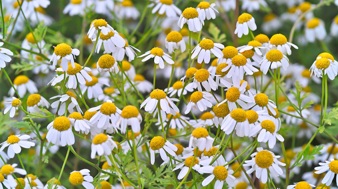 Το λουλούδι που μπορεί να νικήσει τον καρκίνο