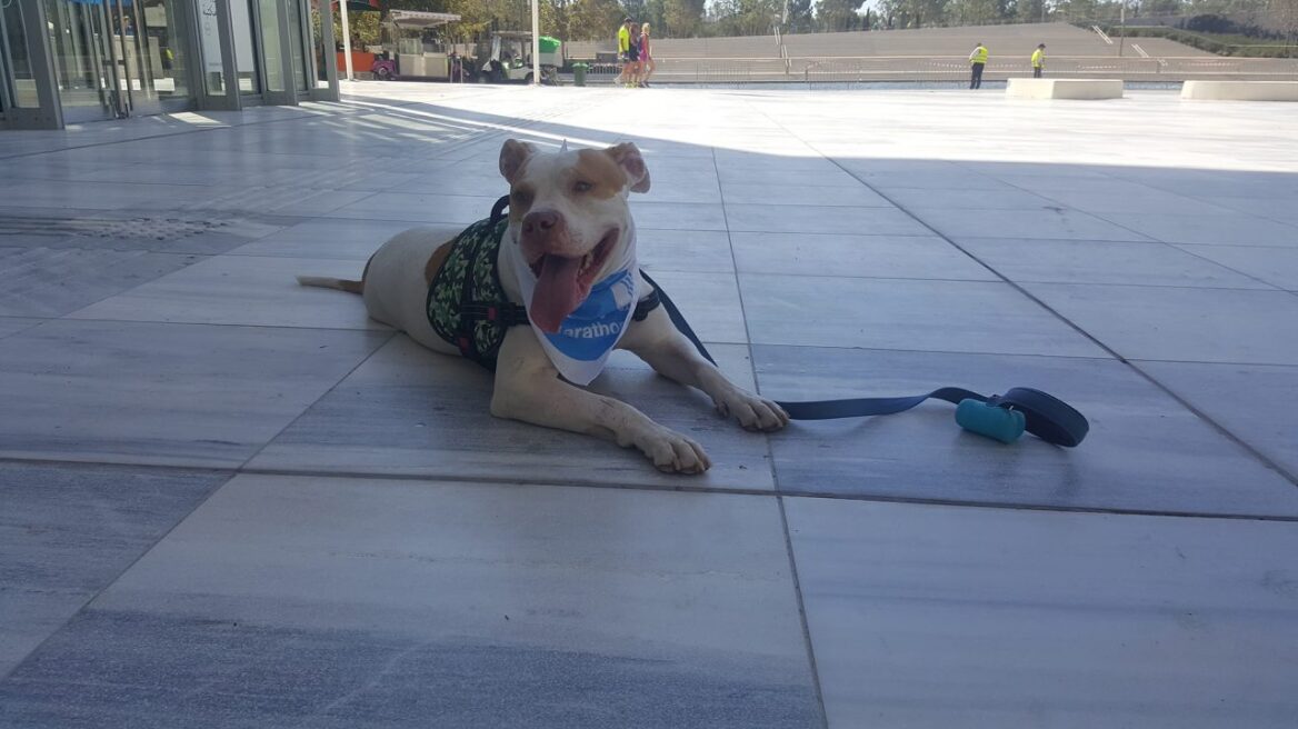 Ο σκύλος καταλαβαίνει και επηρεάζεται από τον τόνο της φωνής μας