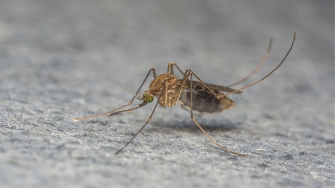 Τέσσερις οι νεκροί από τον ιό του Δυτικού Νείλου στην Ελλάδα