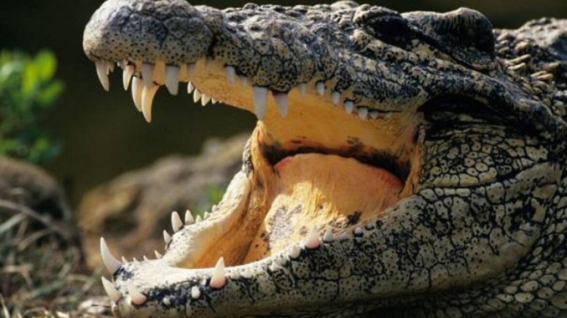 Κροκόδειλος κατασπάραξε 10χρονο αγόρι μπροστά στα δύο αδερφάκια του