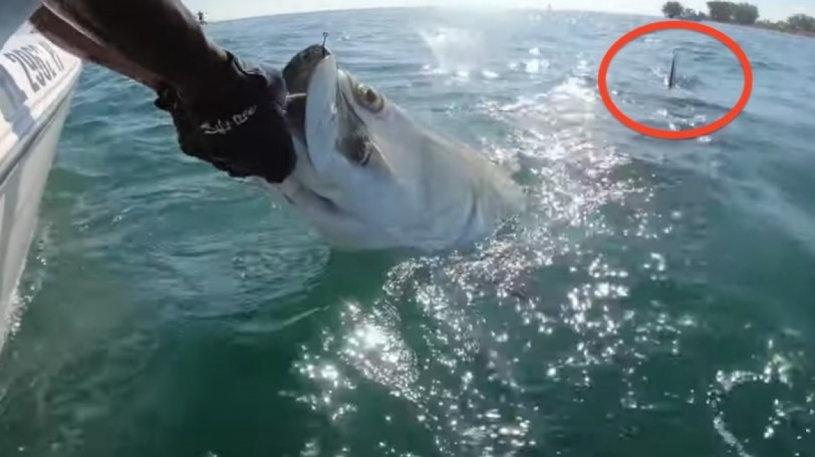 Η στιγμή που ένας καρχαρίας βουτάει ένα ασημόψαρο από τα χέρια ενός ψαρά