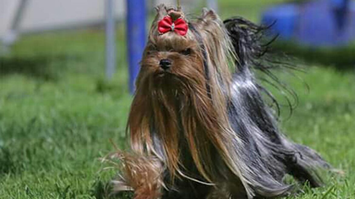 Γιόρκσαϊρ Τέριερ: Λιλιπούτειος αλλά με καρδιά λιονταριού