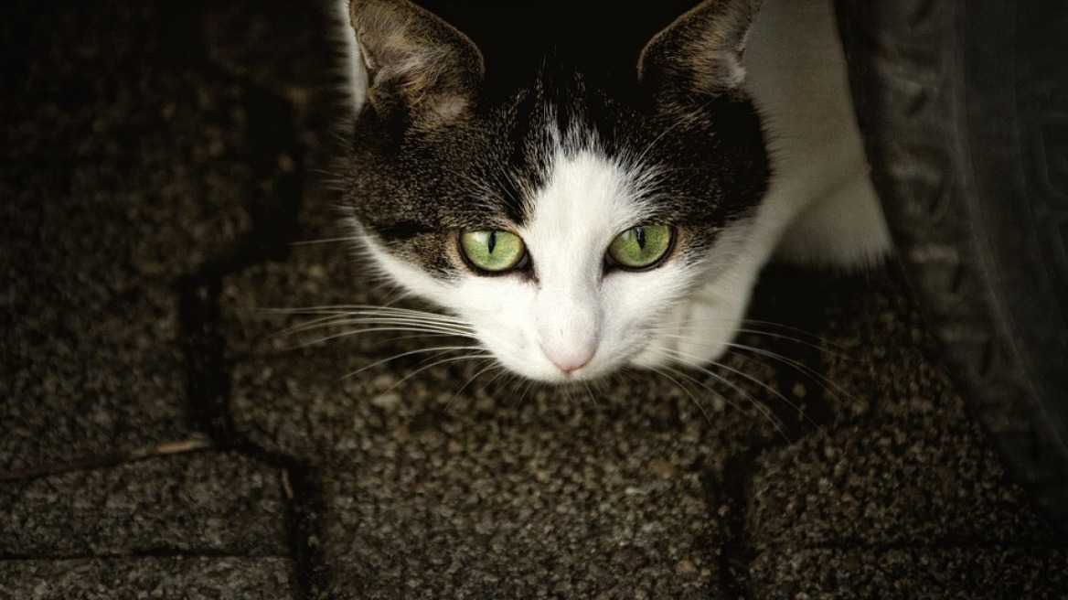 Φρίκη στα Χανιά: Βασάνισαν και σκότωσαν γάτες και τις έβαλαν στην μέση του δρόμου