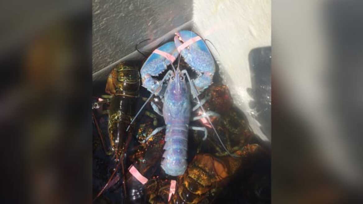 Πόσες φορές μπορεί να πιάσει ένας ψαράς τον ίδιο… μοβ αστακό;