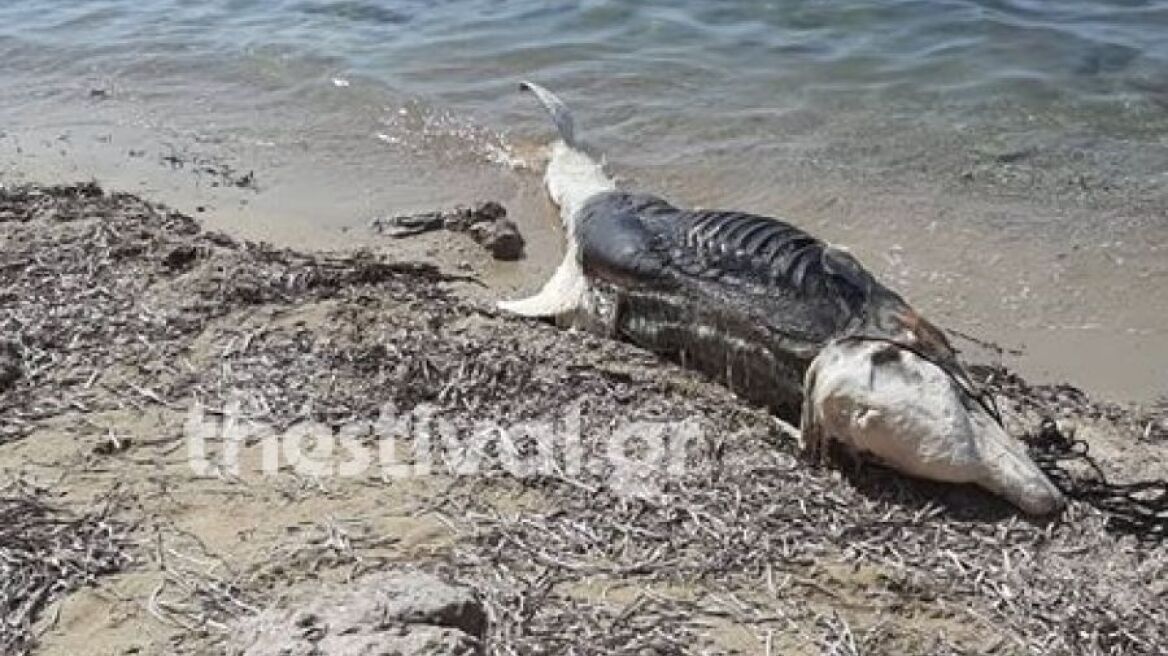 Δελφίνι σε κατάσταση αποσύνθεσης εντοπίστηκε σε παραλία της Χαλκιδικής