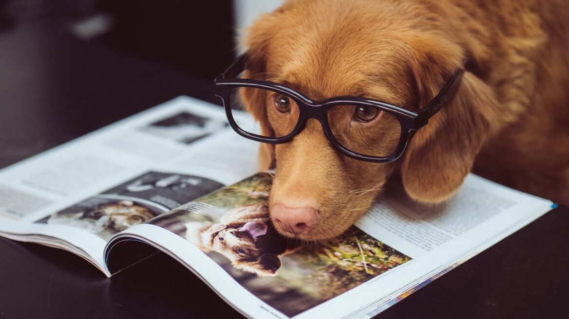 Τι σημαίνει, τελικά, κοινωνικοποιώ τον σκύλο μου;