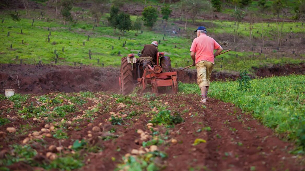 Τα φυτοφάρμακα αλλάζουν τη δομή του εφηβικού εγκεφάλου