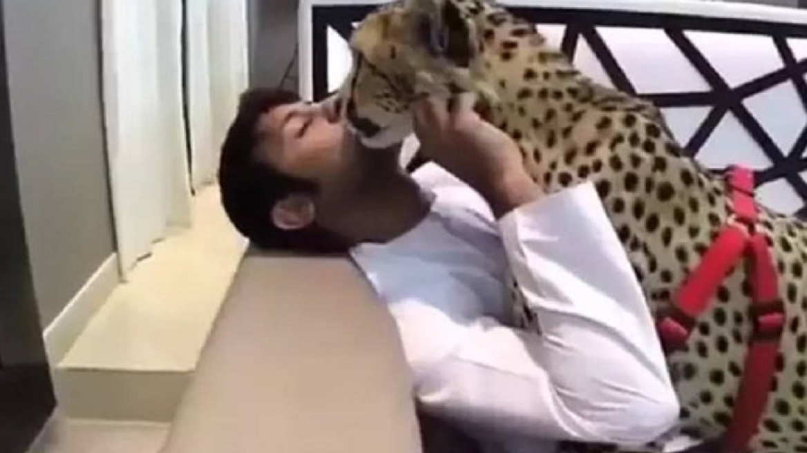 Τα πλουσιόπαιδα ευθύνονται για τη μείωση του πληθυσμού των τσιτάχ 