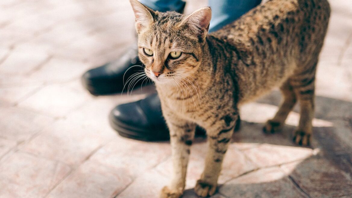 Κορωνοϊός - Νότια Κορέα: Ξεκινούν τεστ και σε κατοικίδια