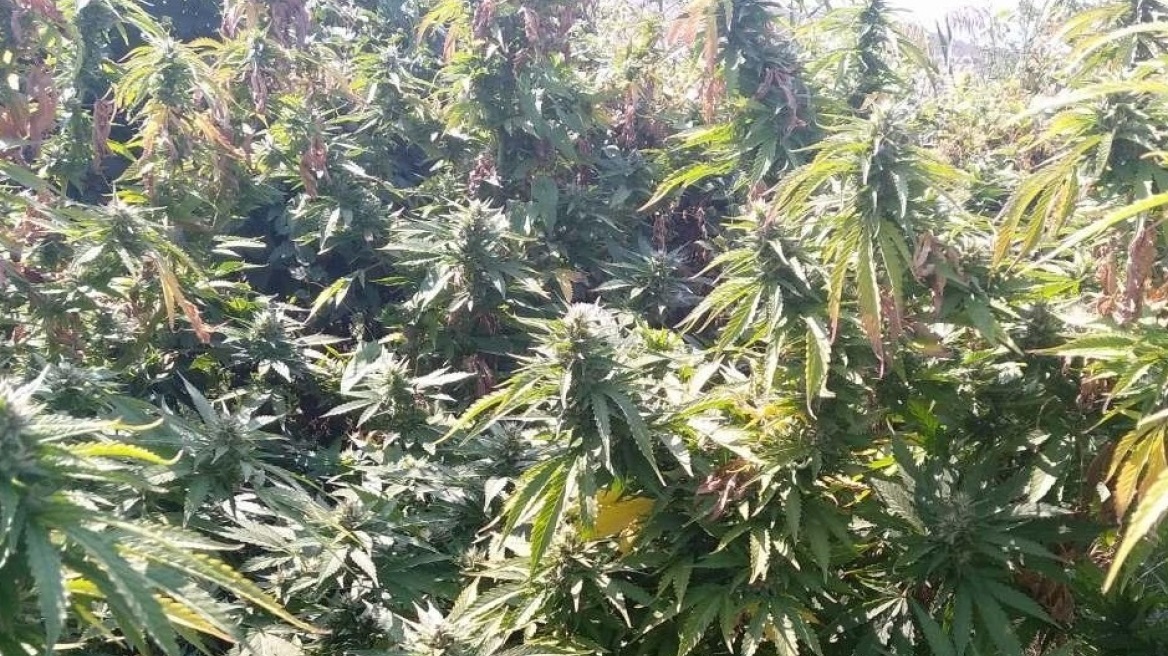 Αγρότης καλλιεργούσε χασισοφυτεία με 315 δενδρύλλια