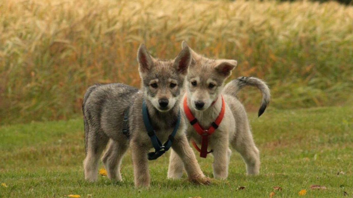 Ο τρυφερός σκύλος Saarloos Wolfhond με το DNA λύκου