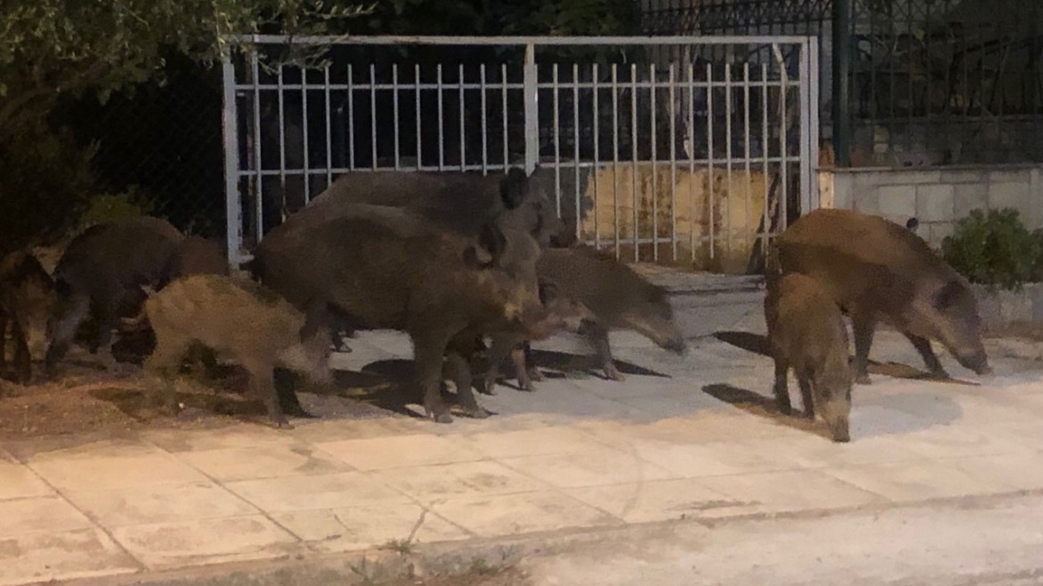 Αγριογούρουνα κόβουν βόλτες σε κεντρικό σημείο του Διόνυσου