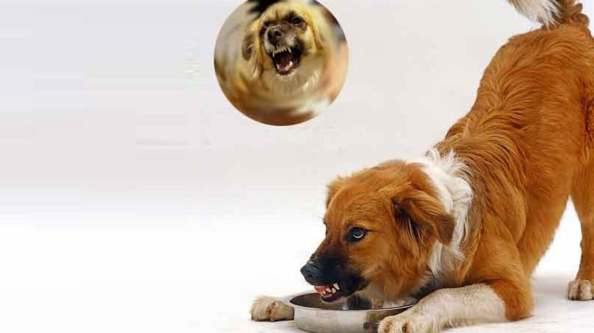 Πέντε λόγοι που γρυλίζει ο σκύλος