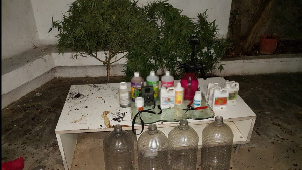 Παρακολουθούσαν με κάμερα τα χασισόδεντρα στη Ρόδο