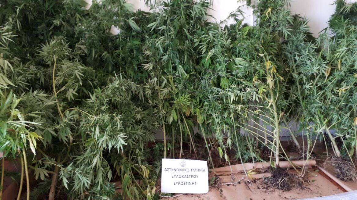 Φυτεία με 124 χασισόδεντρα σε σπίτι στο Ξυλόκαστρο!