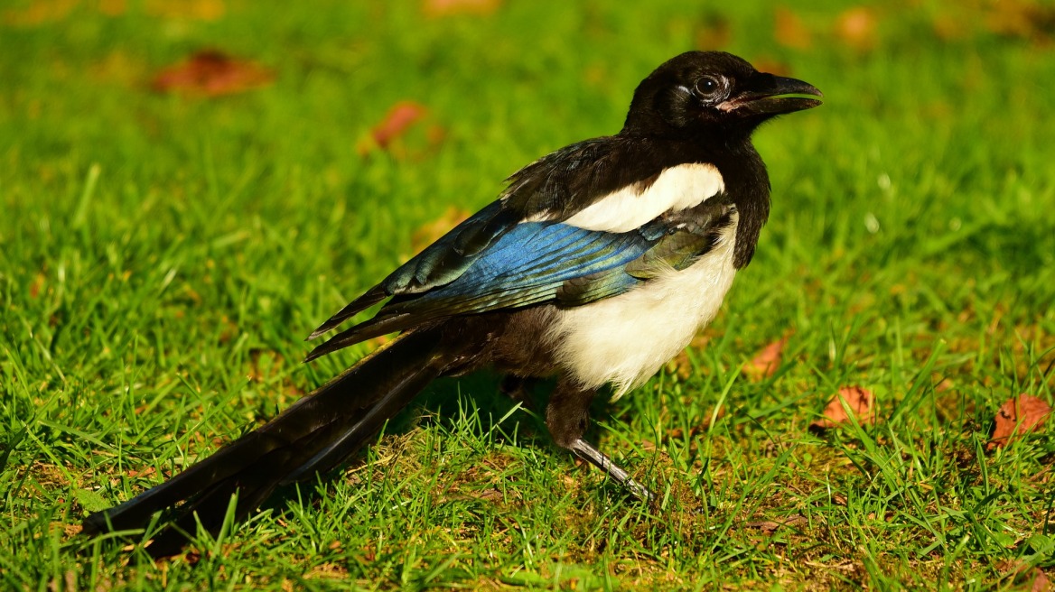 Αυστραλός ποδηλάτης σκοτώθηκε μετά από επίθεση καρακάξας
