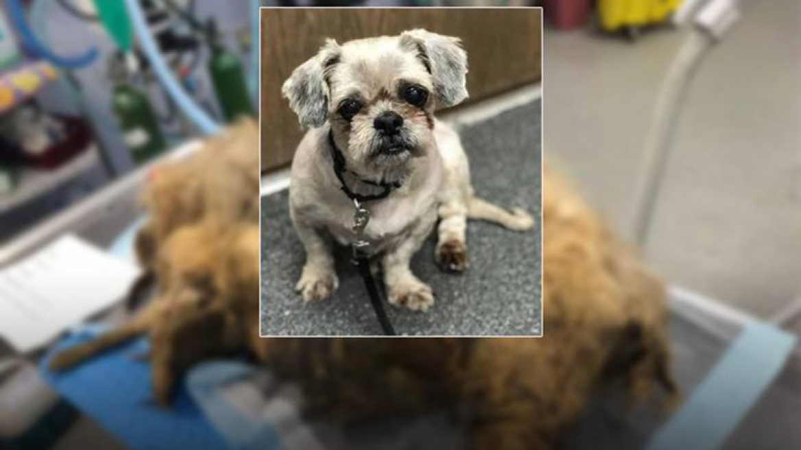 Η απόλυτη μεταμόρφωση: Από τριχωτή «μπάλα» σε γλυκύτατη σκυλίτσα