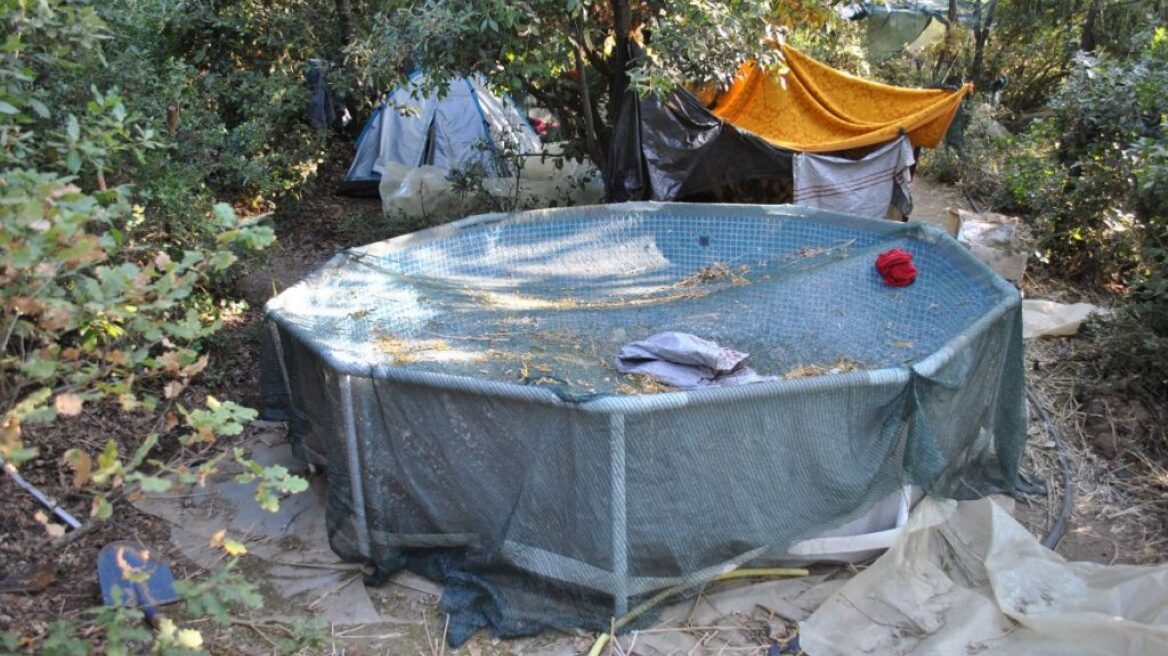 Χασισοφυτεία με 38 κιλά χασίς και 644 δενδρύλλια στην Φθιώτιδα