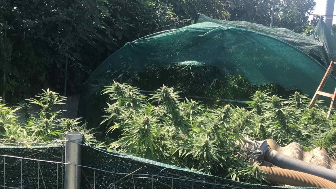 Άρτα: Τρύγησε ενάμισι κιλό χασίς από τρία χασισόδεντρα