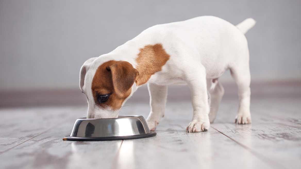 Το ισχυρό αντιοξειδωτικό που προστατεύει τα κατοικίδια 