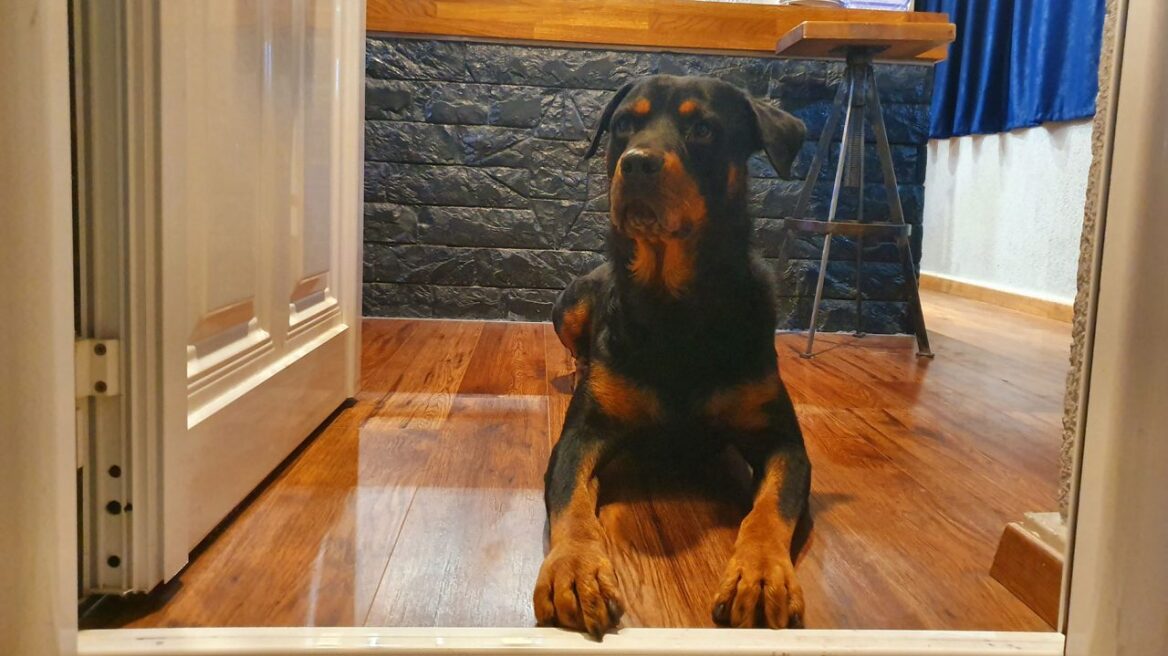 Πώς να ελέγξω τον σκύλο μου που πετάγεται με φόρα για βόλτα;