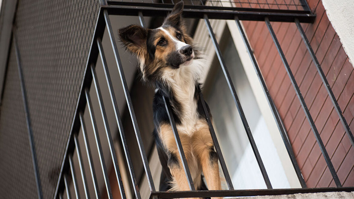 Γάβγισμα στο μπαλκόνι: Πώς θα κάνετε τον σκύλο σας να σταματήσει