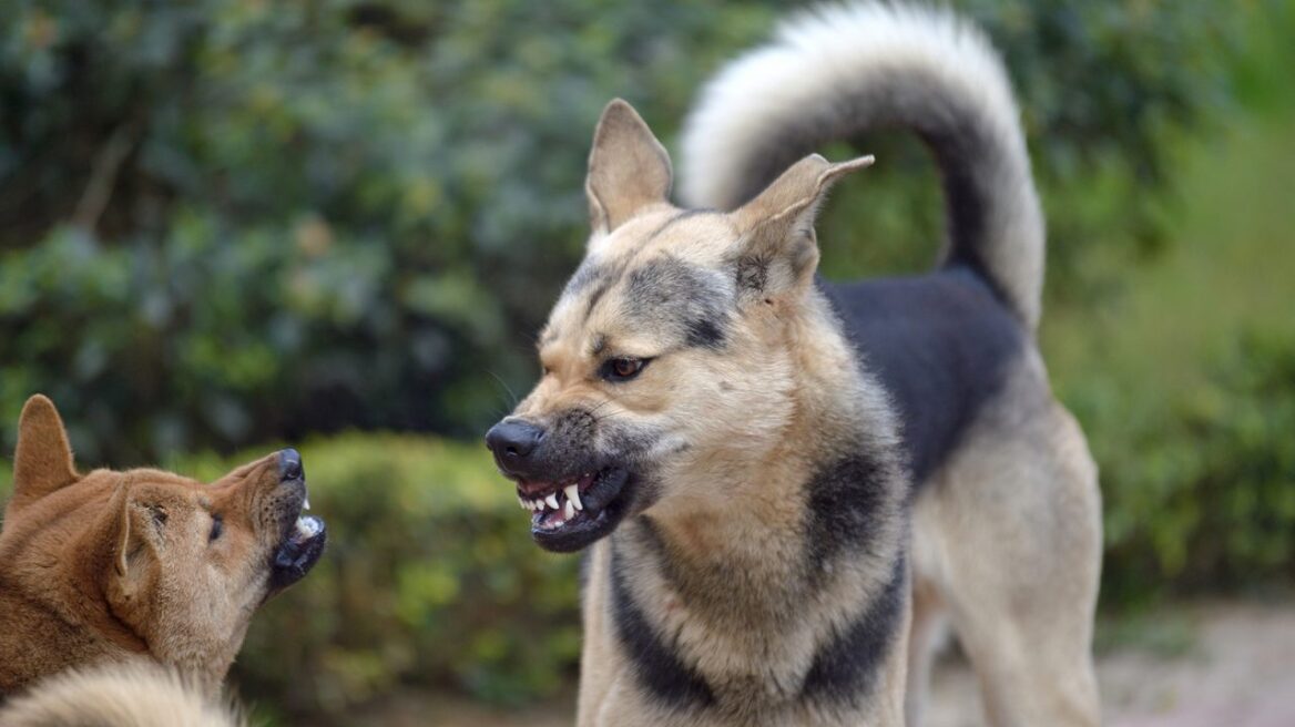 Όταν ο σκύλος μου γίνεται επιθετικός