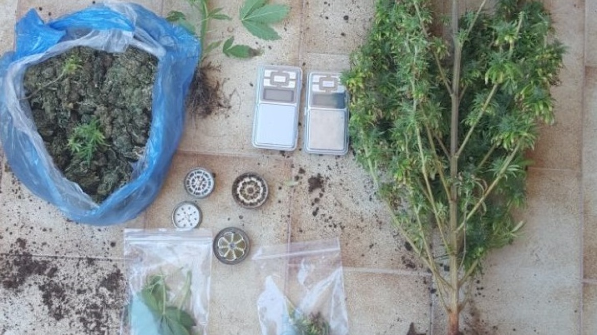 Συλλήψεις χασισοκαλλιεργητών σε Λασίθι και Κοζάνη