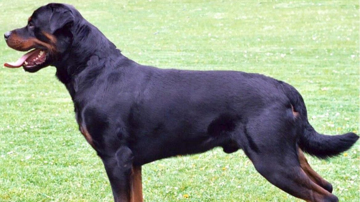 Τι είναι ο σκύλος ράτσας ροτβάιλερ;