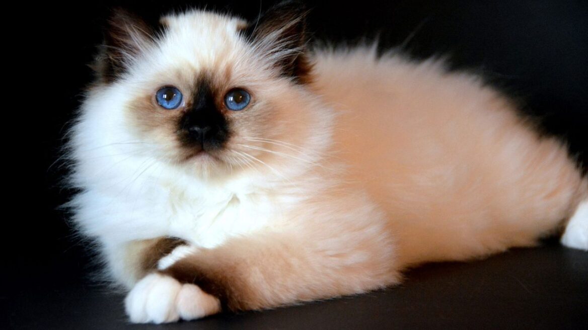 Γνωρίστε την ιερή γάτα Βιρμανίας με τη χρυσαφένια γούνα