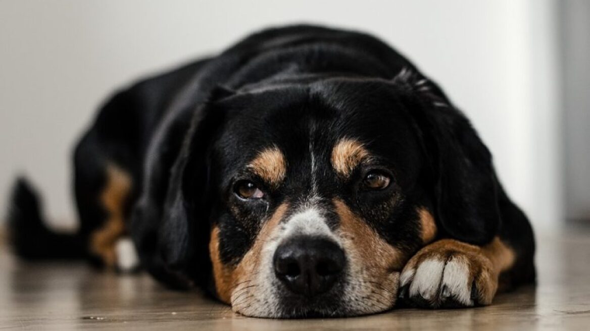 Παγκόσμια Ημέρα των Ζώων: Ευθανασία στην καλύτερή μου φίλη 