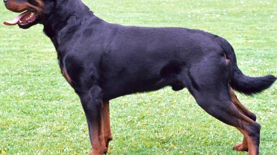 Είναι επιθετικός ή όχι ο σκύλος ράτσας ροτβάιλερ;