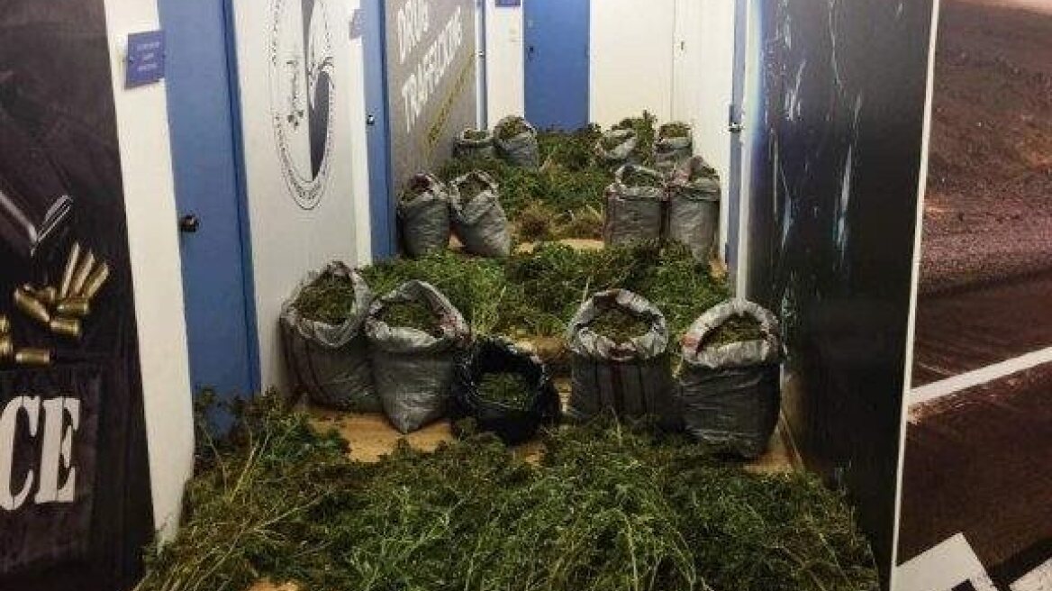 Κύθηρα: Εντόπισαν φυτεία με 79 δενδρύλλια και 50 κιλά χασίς