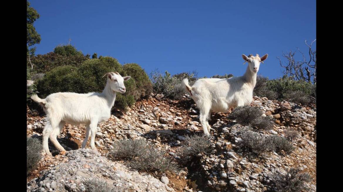 Κλεμμένες ήταν οι κατσίκες στο μαντρί στη Μεσσαρά