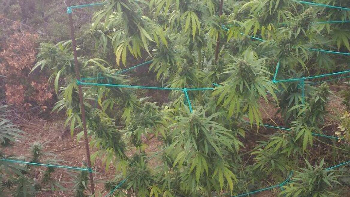 Σε δάσος της Κοζάνης καλλιεργούσε μίνι χασισοφυτεία