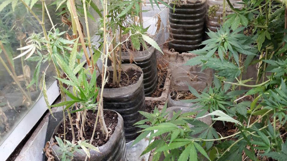 Στην αποθήκη του στη Λαμία καλλιεργούσε 63 χασισόδεντρα!