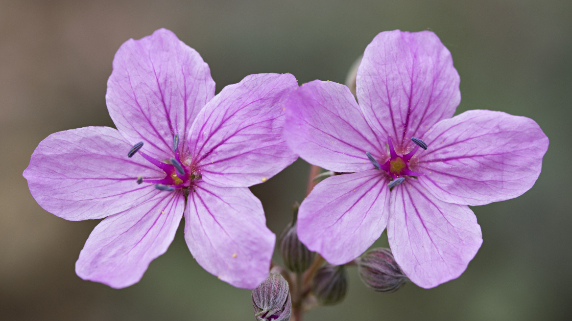 Σινιάτσικο Κοζάνης: Το σκοτεινό βουνό με τα αγριολούλουδα