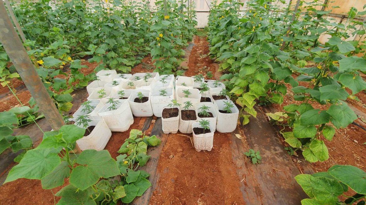 Φυτώριο με 3.250 χασισόδεντρα σε δυο θερμοκήπια στη Φαιστό!