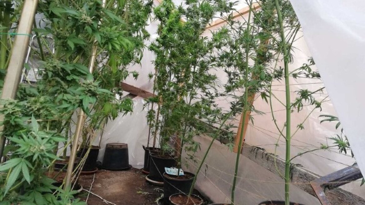 Τρίπολη: Καλλιεργούσε 22 δενδρύλλια κάνναβης στην αυλή του