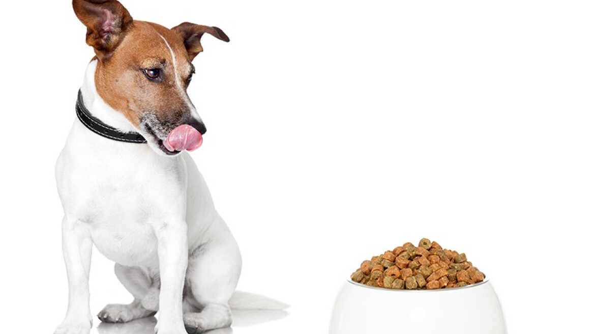 Το λάθος που κάνετε και βλάπτετε τον σκύλο σας