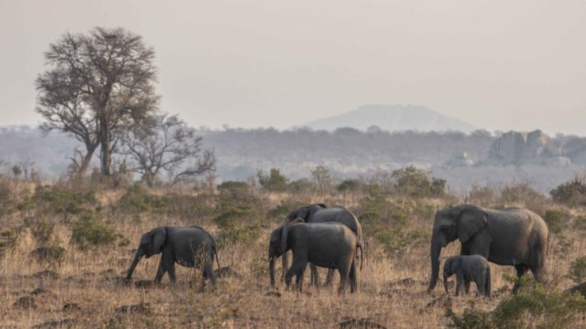 Ζιμπάμπουε: Περισσότεροι από 50 ελέφαντες πέθαναν από την ξηρασία