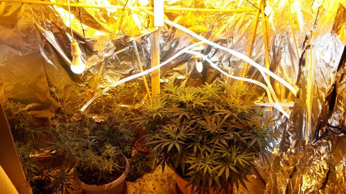 Καβάλα: Ηλικιωμένος διατηρούσε μίνι χασισοφυτεία