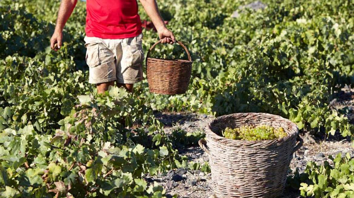 Οι Financial Times «αποθεώνουν» τα ελληνικά κρασιά 