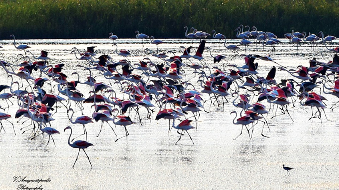 Ξάνθη: Μαγεύουν τα ροζ φλαμίνγκο στη λίμνη Βιστωνίδα
