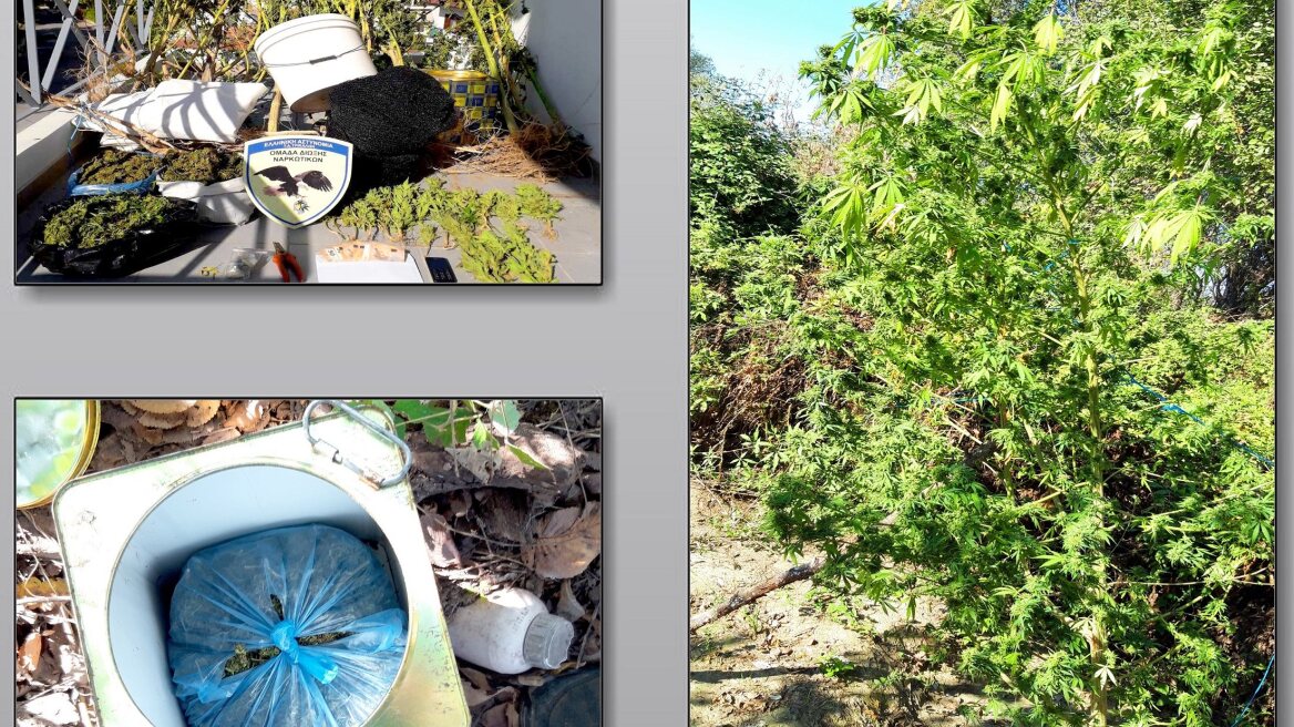 Δίπλα σε ποτάμι των Τρικάλων καλλιεργούσε χασισοφυτεία