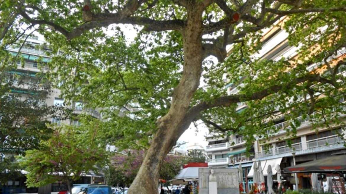 Θεσσαλονίκη: Τέσσερα υπεραιωνόβια πλατάνια θα ανακηρυχθούν διατηρητέα μνημεία